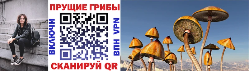 Псилоцибиновые грибы Psilocybine cubensis  Энгельс 